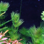 植栽から23日目（トリミングから18日目）　マツモ